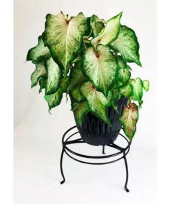 Vigoro 8 in. Black Metal Indoor Plant Stand 10 Vigoro 8 in. Black Metal Indoor Plant Stand -Outdoor Plant Life black vigoro plant stands 51470 4f 1000