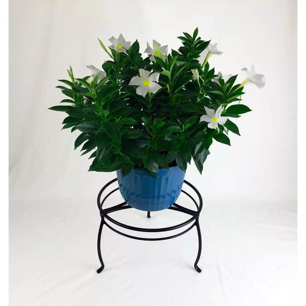 Vigoro 8 in. Black Metal Indoor Plant Stand 5 Vigoro 8 in. Black Metal Indoor Plant Stand - Image 3