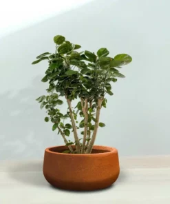 KANTE 16 in. Dia. Round Iron Oxide Concrete Bowl Planter, Outdoor Indoor Large Planter Pot with Drainage Hole -Outdoor Plant Life iron oxide kante plant pots rc0051b c80621 76 1000