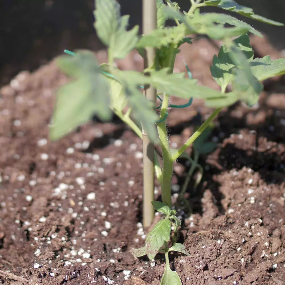 Vigoro 5 ft. Natural Bamboo Stake 8 Vigoro 5 ft. Natural Bamboo Stake - Image 6