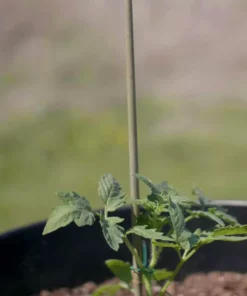 Vigoro 5 ft. Natural Bamboo Stake 17 Vigoro 5 ft. Natural Bamboo Stake -Outdoor Plant Life natural bamboo beige vigoro tomato cages bb5vg 76 1000