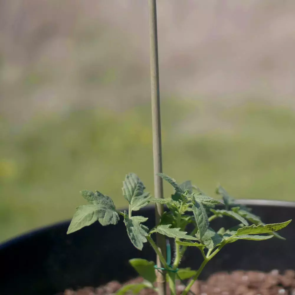 Vigoro 5 ft. Natural Bamboo Stake 10 Vigoro 5 ft. Natural Bamboo Stake - Image 8