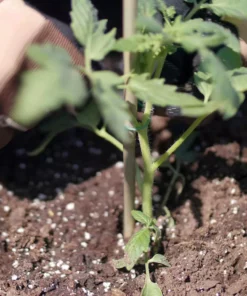 Vigoro 5 ft. Natural Bamboo Stake 16 Vigoro 5 ft. Natural Bamboo Stake -Outdoor Plant Life natural bamboo beige vigoro tomato cages bb5vg fa 1000