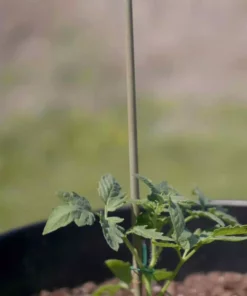 Vigoro Bamboo 6 ft. Natural Stake 15 Vigoro Bamboo 6 ft. Natural Stake -Outdoor Plant Life natural bamboo beige vigoro tomato cages bb6vg fa 1000