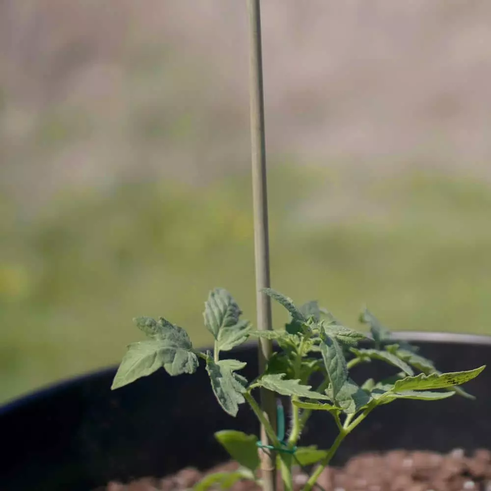 Vigoro Bamboo 6 ft. Natural Stake 9 Vigoro Bamboo 6 ft. Natural Stake - Image 7