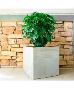 KANTE 15 in. W Square Natural Concrete/Fiberglass Indoor Outdoor Elegant Planter -Outdoor Plant Life natural concrete kante plant pots osf0128b c80021 fa 1000