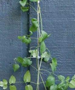 Vigoro 8 ft. Stainless Steel Wire Rope Plant Trellis 8 Vigoro 8 ft. Stainless Steel Wire Rope Plant Trellis -Outdoor Plant Life stainless steel vigoro tomato cages 822222 4f 1000