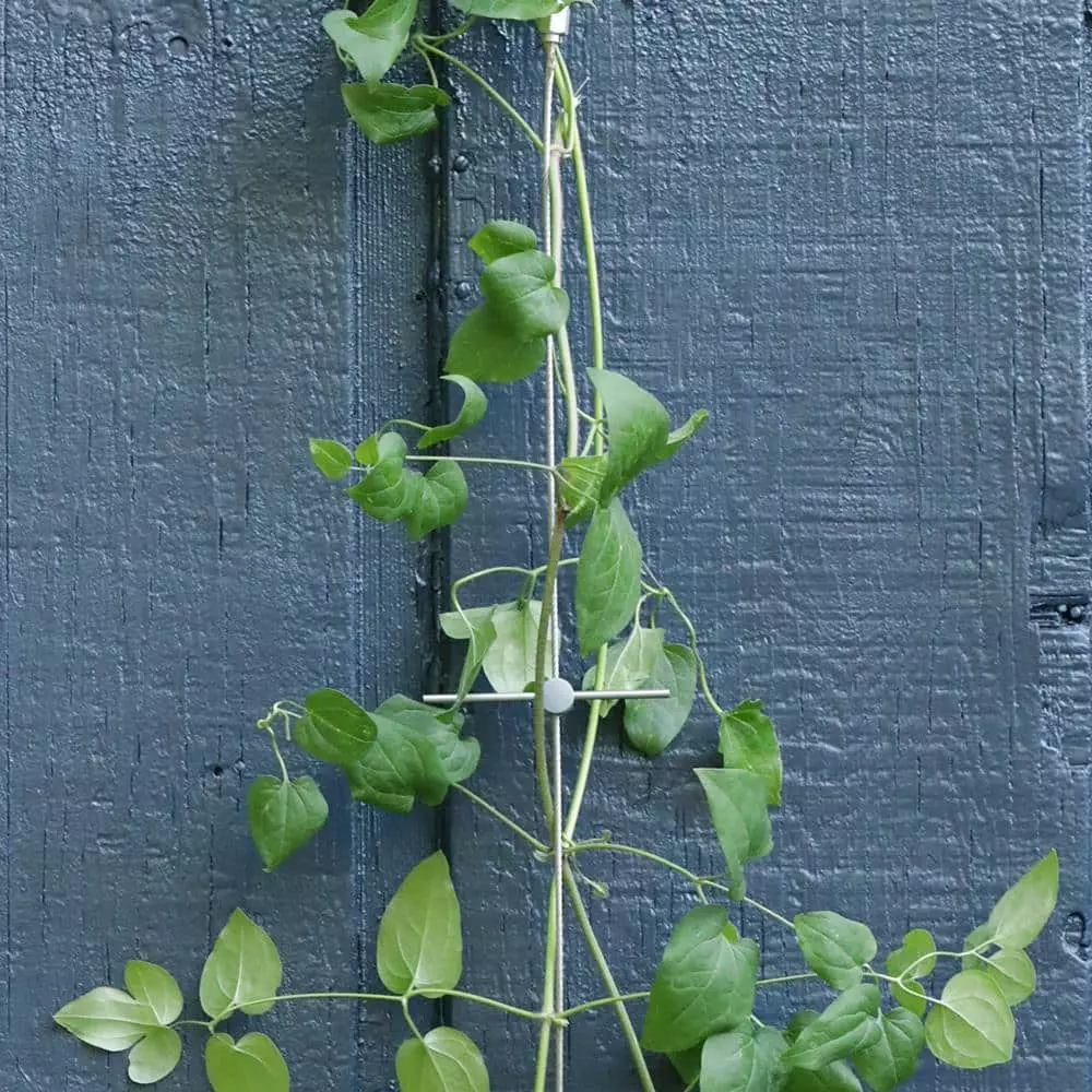 Vigoro 8 ft. Stainless Steel Wire Rope Plant Trellis 5 Vigoro 8 ft. Stainless Steel Wire Rope Plant Trellis - Image 3