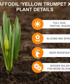 Vigoro 15/17 cm Premium XL Yellow Trumpet Daffodil Bulbs (Bag of 100) -Outdoor Plant Life vigoro flower bulbs ecf 28 100 1f 1000