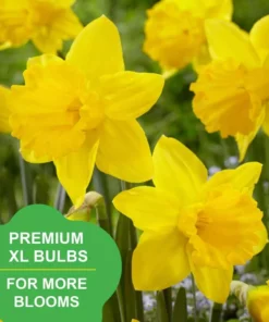 Vigoro 15/17 cm Premium XL Yellow Trumpet Daffodil Bulbs (Bag of 100) -Outdoor Plant Life vigoro flower bulbs ecf 28 100 31 1000