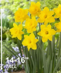 Vigoro 15/17 cm Premium XL Yellow Trumpet Daffodil Bulbs (Bag of 100) -Outdoor Plant Life vigoro flower bulbs ecf 28 100 44 1000
