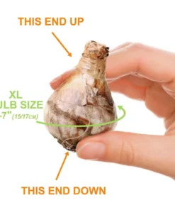 Vigoro 15/17 cm Premium XL Yellow Trumpet Daffodil Bulbs (Bag of 100) -Outdoor Plant Life vigoro flower bulbs ecf 28 100 4f 1000