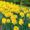 Vigoro 15/17 cm Premium XL Yellow Trumpet Daffodil Bulbs (Bag of 100) 1 Vigoro 15/17 cm Premium XL Yellow Trumpet Daffodil Bulbs (Bag of 100) -Outdoor Plant Life vigoro flower bulbs ecf 28 100 64 1000