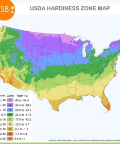 Vigoro 15/17 cm Premium XL Yellow Trumpet Daffodil Bulbs (Bag of 100) -Outdoor Plant Life vigoro flower bulbs ecf 28 100 76 1000