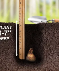 Vigoro 15/17 cm Premium XL Yellow Trumpet Daffodil Bulbs (Bag of 100) -Outdoor Plant Life vigoro flower bulbs ecf 28 100 fa 1000