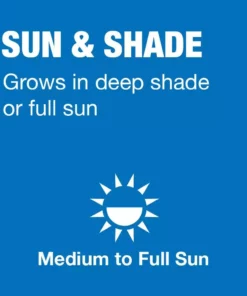 Vigoro 20 lbs. Sun and Shade Grass Seed Mix with Water Saver Seed Coating 18 Vigoro 20 lbs. Sun and Shade Grass Seed Mix with Water Saver Seed Coating -Outdoor Plant Life vigoro grass seed 25687 a0 1000