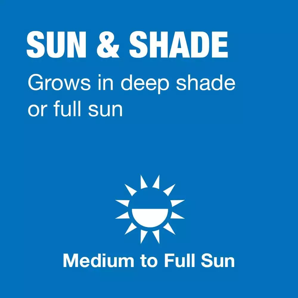 Vigoro 20 lbs. Sun and Shade Grass Seed Mix with Water Saver Seed Coating 6 Vigoro 20 lbs. Sun and Shade Grass Seed Mix with Water Saver Seed Coating - Image 4