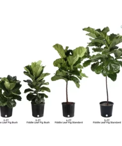 Vigoro 6 in. Little Fiddle Leaf Fig Indoor Plant in Small White Ribbed Plastic Decor Planter (2-Pack) -Outdoor Plant Life vigoro indoor plants co 6fig 3 vi wh 1f 1000
