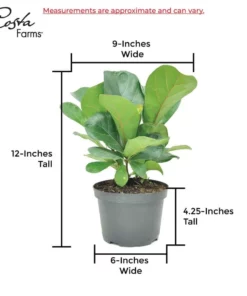 Vigoro 6 in. Little Fiddle Leaf Fig Indoor Plant in Small White Ribbed Plastic Decor Planter (2-Pack) -Outdoor Plant Life vigoro indoor plants co 6fig 3 vi wh 44 1000