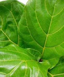 Vigoro 6 in. Little Fiddle Leaf Fig Indoor Plant in Small White Ribbed Plastic Decor Planter (2-Pack) -Outdoor Plant Life vigoro indoor plants co 6fig 3 vi wh c3 1000