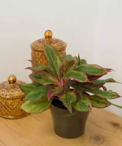 Vigoro 6 in. Grower's Choice Aglaonema Chinese Evergreen Indoor Plant in Small White Ribbed Plastic Decor Planter (2-Pack) -Outdoor Plant Life vigoro indoor plants co ags6 3 vi wh 1f 1000