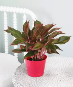 Vigoro 6 in. Grower's Choice Aglaonema Chinese Evergreen Indoor Plant in Small White Ribbed Plastic Decor Planter (2-Pack) -Outdoor Plant Life vigoro indoor plants co ags6 3 vi wh 4f 1000