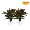 Vigoro 6 in. Grower's Choice Aglaonema Chinese Evergreen Indoor Plant in Small White Ribbed Plastic Decor Planter (2-Pack) -Outdoor Plant Life vigoro indoor plants co ags6 3 vi wh 64 1000