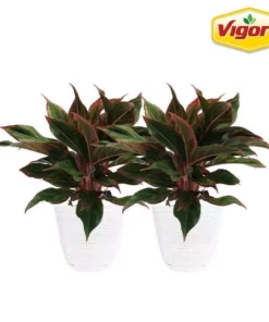 Vigoro 6 in. Grower's Choice Aglaonema Chinese Evergreen Indoor Plant in Small White Ribbed Plastic Decor Planter (2-Pack)