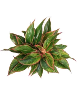 Vigoro 6 in. Grower's Choice Aglaonema Chinese Evergreen Indoor Plant in Small White Ribbed Plastic Decor Planter (2-Pack) -Outdoor Plant Life vigoro indoor plants co ags6 3 vi wh a0 1000