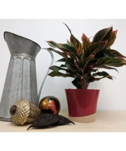 Vigoro 6 in. Grower's Choice Aglaonema Chinese Evergreen Indoor Plant in Small White Ribbed Plastic Decor Planter (2-Pack) -Outdoor Plant Life vigoro indoor plants co ags6 3 vi wh c3 1000