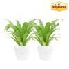 Vigoro 6 in. Bird's Nest Fern Indoor Plant in Small White Ribbed Plastic Decor Planter (2-Pack) -Outdoor Plant Life vigoro indoor plants co brdf 3 vi wh 64 1000