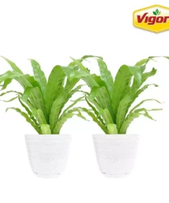 Vigoro 6 in. Bird's Nest Fern Indoor Plant in Small White Ribbed Plastic Decor Planter (2-Pack)