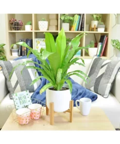 Vigoro 6 in. Bird's Nest Fern Indoor Plant in Small White Ribbed Plastic Decor Planter (2-Pack) -Outdoor Plant Life vigoro indoor plants co brdf 3 vi wh c3 1000