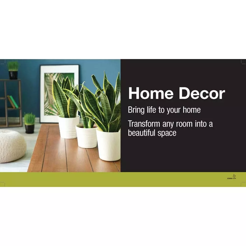 Vigoro 6 in. Grower's Choice Calathea Indoor Plant in Small White Ribbed Plastic Decor Planter (2-Pack) 5 Vigoro 6 in. Grower's Choice Calathea Indoor Plant in Small White Ribbed Plastic Decor Planter (2-Pack) - Image 3