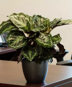 Vigoro 6 in. Grower's Choice Calathea Indoor Plant in Small White Ribbed Plastic Decor Planter (2-Pack) 16 Vigoro 6 in. Grower's Choice Calathea Indoor Plant in Small White Ribbed Plastic Decor Planter (2-Pack) -Outdoor Plant Life vigoro indoor plants co cal6 3 vi wh 4f 1000