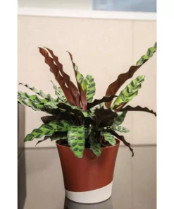 Vigoro 6 in. Grower's Choice Calathea Indoor Plant in Small White Ribbed Plastic Decor Planter (2-Pack) 14 Vigoro 6 in. Grower's Choice Calathea Indoor Plant in Small White Ribbed Plastic Decor Planter (2-Pack) -Outdoor Plant Life vigoro indoor plants co cal6 3 vi wh 77 1000