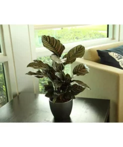 Vigoro 6 in. Grower's Choice Calathea Indoor Plant in Small White Ribbed Plastic Decor Planter (2-Pack) 13 Vigoro 6 in. Grower's Choice Calathea Indoor Plant in Small White Ribbed Plastic Decor Planter (2-Pack) -Outdoor Plant Life vigoro indoor plants co cal6 3 vi wh a0 1000