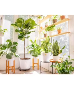 Vigoro 6 in. Dieffenbachia Indoor Plant in Small White Ribbed Plastic Decor Planter (2-Pack) -Outdoor Plant Life vigoro indoor plants co dief 3 vi wh 44 1000