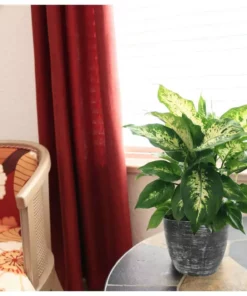 Vigoro 6 in. Dieffenbachia Indoor Plant in Small White Ribbed Plastic Decor Planter (2-Pack) -Outdoor Plant Life vigoro indoor plants co dief 3 vi wh 4f 1000