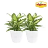 Vigoro 6 in. Dieffenbachia Indoor Plant in Small White Ribbed Plastic Decor Planter (2-Pack) -Outdoor Plant Life vigoro indoor plants co dief 3 vi wh 64 1000