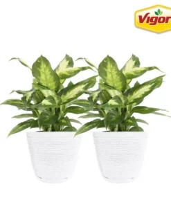 Vigoro 6 in. Dieffenbachia Indoor Plant in Small White Ribbed Plastic Decor Planter (2-Pack)