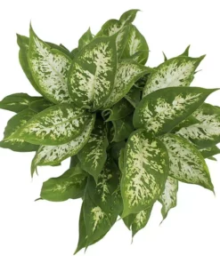 Vigoro 6 in. Dieffenbachia Indoor Plant in Small White Ribbed Plastic Decor Planter (2-Pack) -Outdoor Plant Life vigoro indoor plants co dief 3 vi wh a0 1000