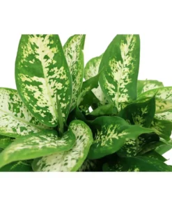 Vigoro 6 in. Dieffenbachia Indoor Plant in Small White Ribbed Plastic Decor Planter (2-Pack) -Outdoor Plant Life vigoro indoor plants co dief 3 vi wh c3 1000
