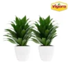 Vigoro 6 in. Grower's Choice Dracaena Indoor Plant in Small White Ribbed Plastic Decor Planter (2-Pack) -Outdoor Plant Life vigoro indoor plants co jc06 3 vi wh 64 1000