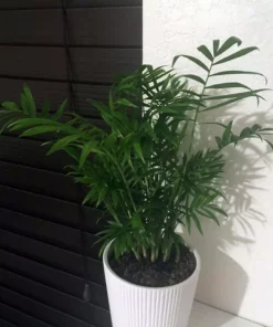 Vigoro 6 in. Neanthebella Palm Indoor Plant in Small White Ribbed Plastic Decor Planter (2-Pack) -Outdoor Plant Life vigoro indoor plants co np07 3 vi wh 1f 1000