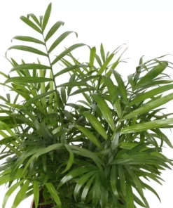 Vigoro 6 in. Neanthebella Palm Indoor Plant in Small White Ribbed Plastic Decor Planter (2-Pack) -Outdoor Plant Life vigoro indoor plants co np07 3 vi wh 4f 1000