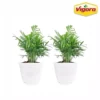 Vigoro 6 in. Neanthebella Palm Indoor Plant in Small White Ribbed Plastic Decor Planter (2-Pack) -Outdoor Plant Life vigoro indoor plants co np07 3 vi wh 64 1000