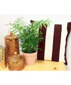 Vigoro 6 in. Neanthebella Palm Indoor Plant in Small White Ribbed Plastic Decor Planter (2-Pack) -Outdoor Plant Life vigoro indoor plants co np07 3 vi wh c3 1000