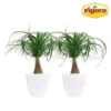 Vigoro 6 in. Ponytail Palm Indoor Plant in Small White Ribbed Plastic Decor Planter (2-Pack) -Outdoor Plant Life vigoro indoor plants co pony 3 vi wh 64 1000