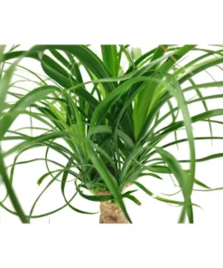 Vigoro 6 in. Ponytail Palm Indoor Plant in Small White Ribbed Plastic Decor Planter (2-Pack) -Outdoor Plant Life vigoro indoor plants co pony 3 vi wh 77 1000